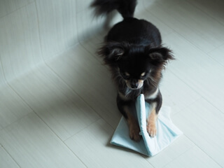 ペットシーツの箱詰め 積み上げ お仕事探しなら サン プランナー 派遣のお仕事 人材派遣サービス